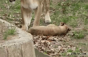 1400521360_lion_mother_drags_cub.gif