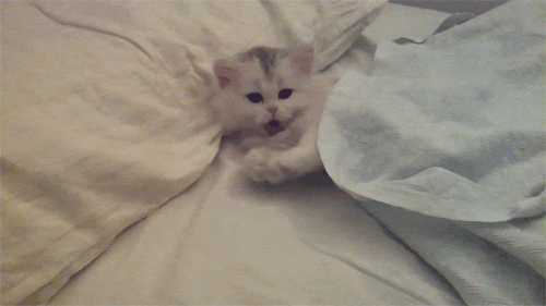 tumblr_m6q730nQ7Q1qc1z2lo1_500.gif