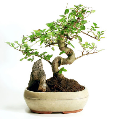 bonsai.jpg
