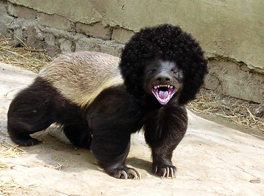 afro-badger.jpg