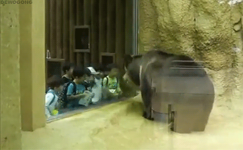 rock-out-bear