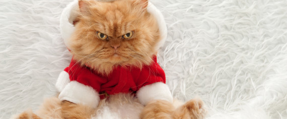n-FANCY-DRESS-CHRISTMAS-large570.jpg