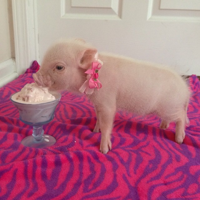 priscilla-mini-pig-20.jpg