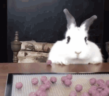 rabbit.gif
