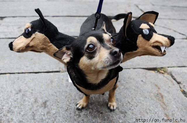 funny-dog-costume-cerberus.jpg