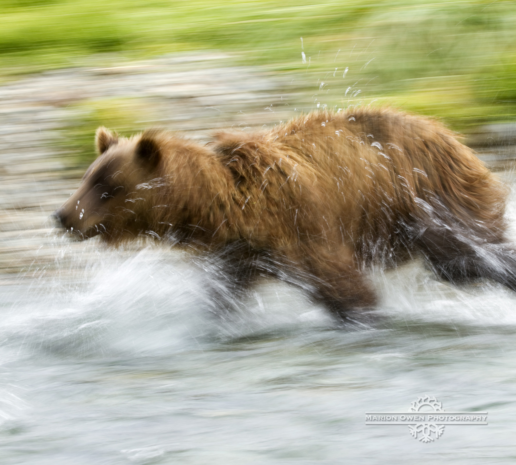 img_1089-brown-bear-katmai1.jpg