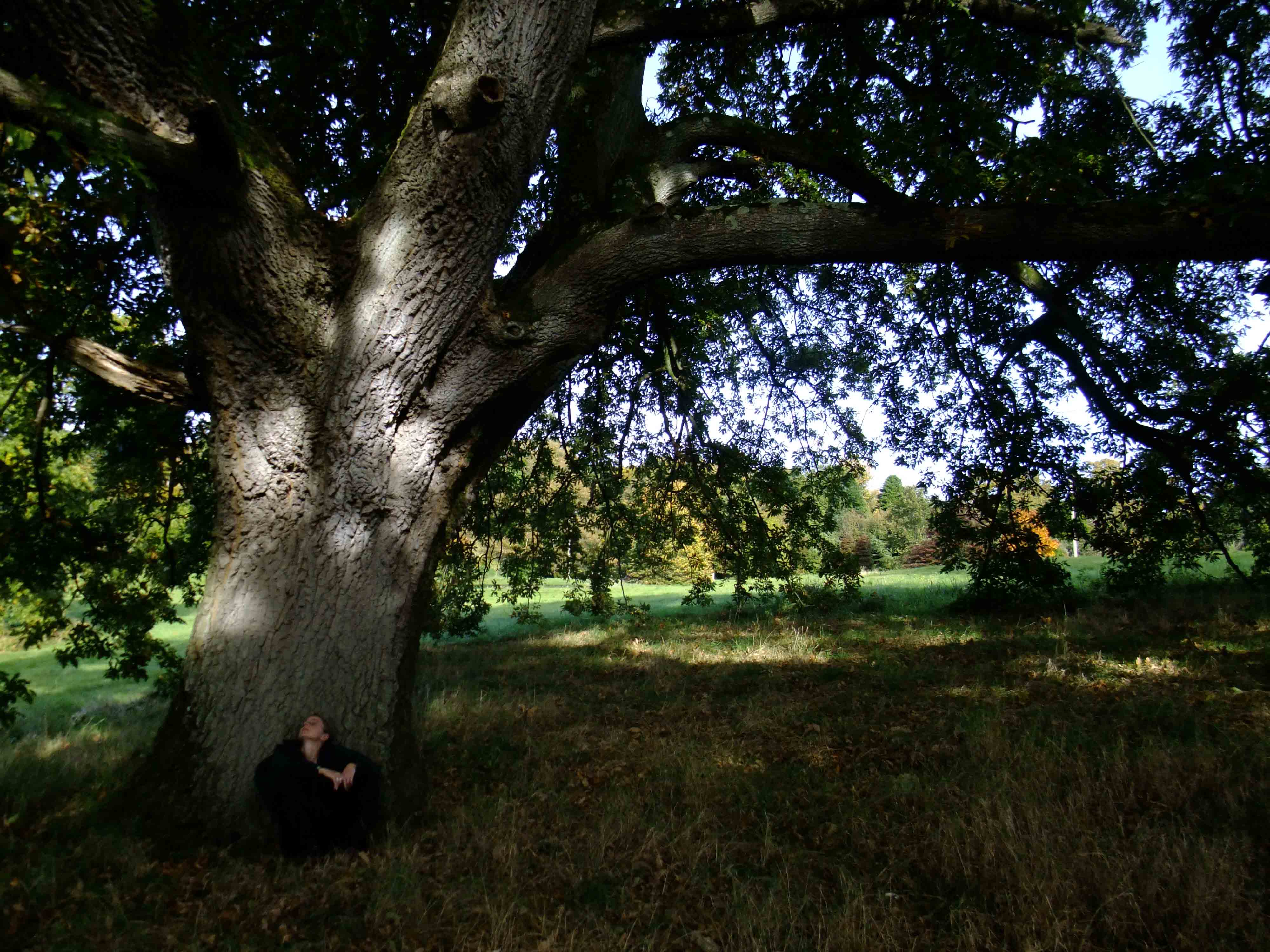 castlewellan_tree_2.jpg