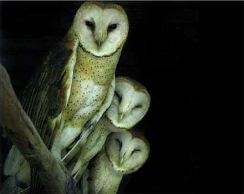 grass-owl-5.jpg