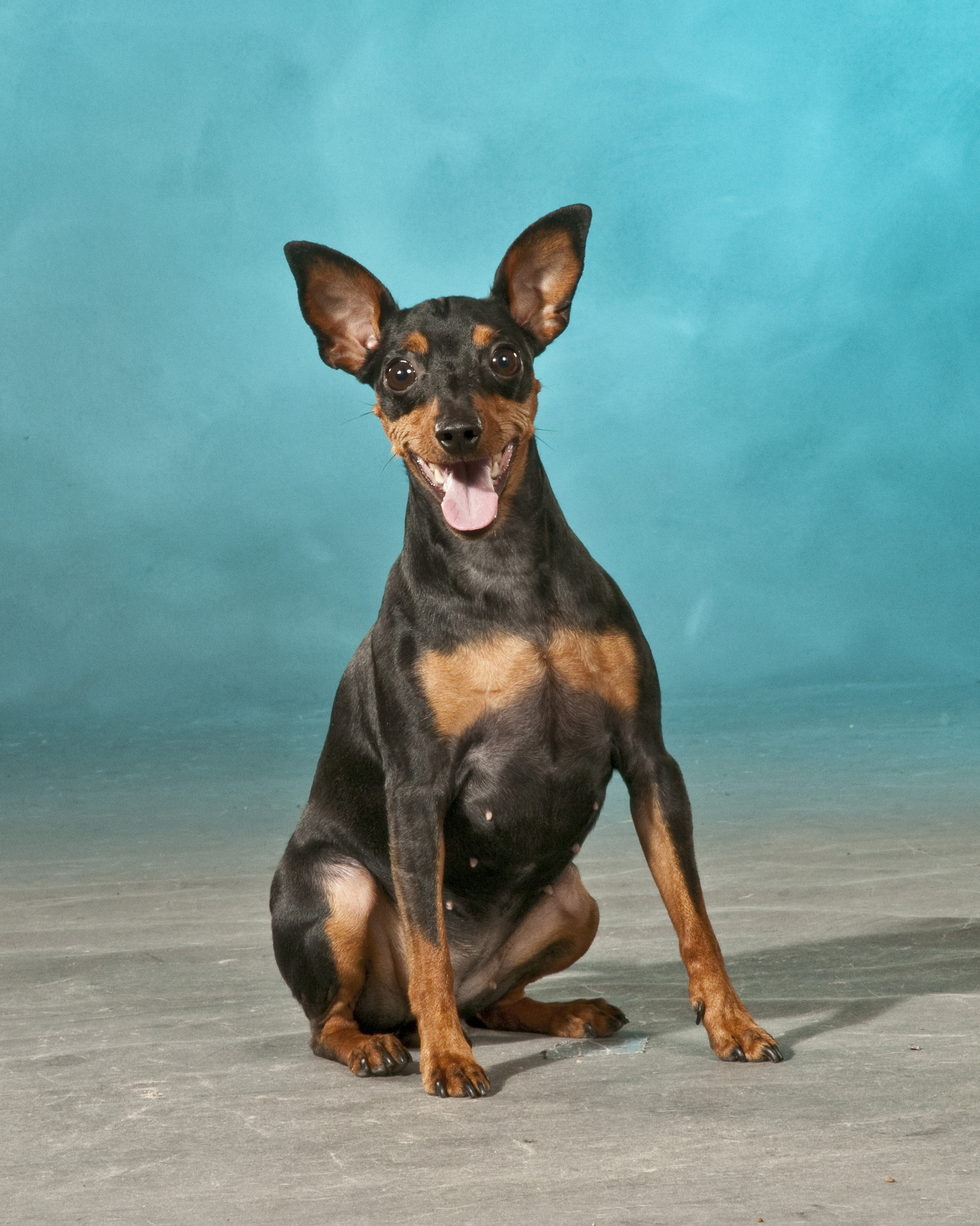 miniature-pinscher-portrait-photo.jpg