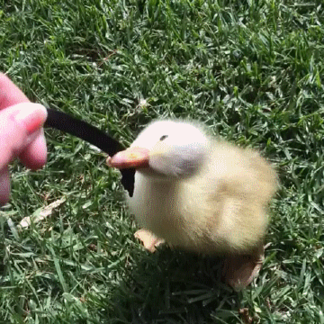 duckling-tug-o-war
