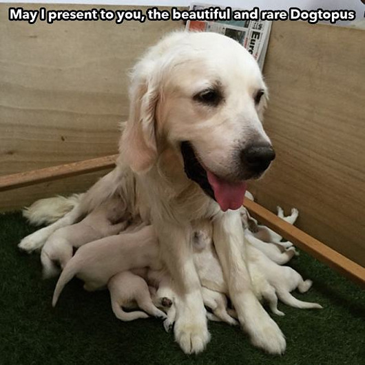 dogtopus.jpg