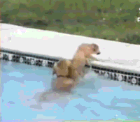 fc3c9018b71ef6cb8a0b32bc6e0f5ae3_w200.gif