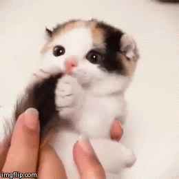 cf3d5e5a3d4fdfa6a0aa1aa7c9ca5a1d.gif