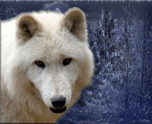 0_7fab6_d6e371c8_L.gif