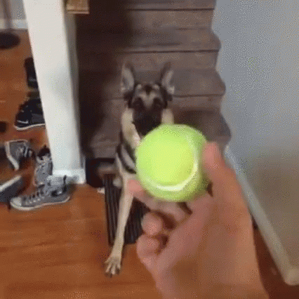 dog-toss.gif