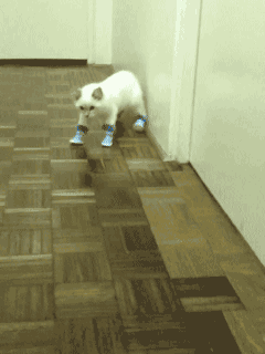 gif-of-cat-in-boots-walking-awkwardly