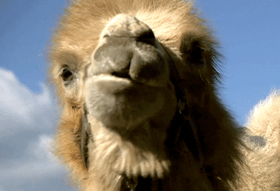77-chewing-camel.gif