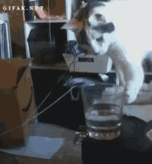 bad-cat.gif