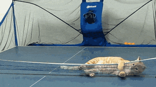 giphy%2520(1).gif