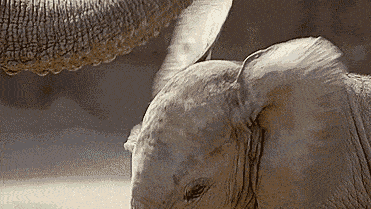 Ss9HRLZ.gif