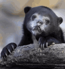 sad-bear.gif