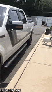 dog-is-blinded-by-their-box