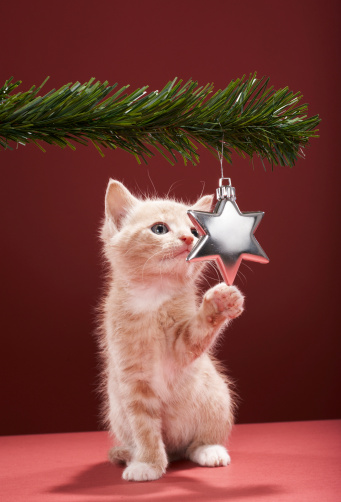 holiday+pet.jpg