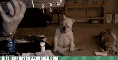 bulldog-is-feeling-the-beat