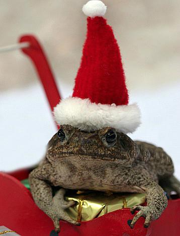 top-10-weird-and-exotic-animals-wearing-santa-L-Melytl.jpeg