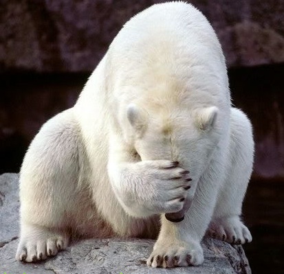 polar-bear-hiding-face.jpg