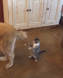 i-will-defeat-this-tail.gif
