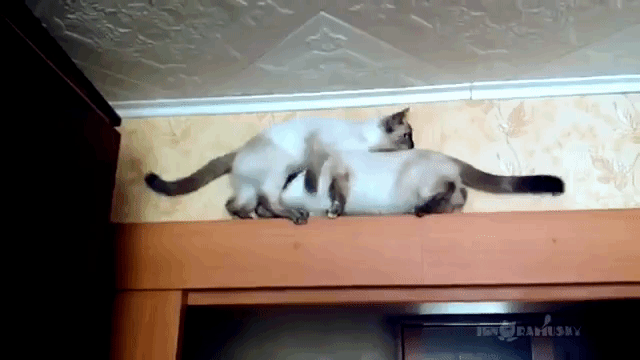 6Rjm3O.gif