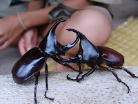 beetles+wrestle.jpg