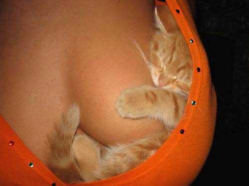 cat_bra.jpg