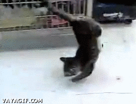 3jP1.gif