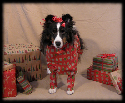 puppy6.jpg