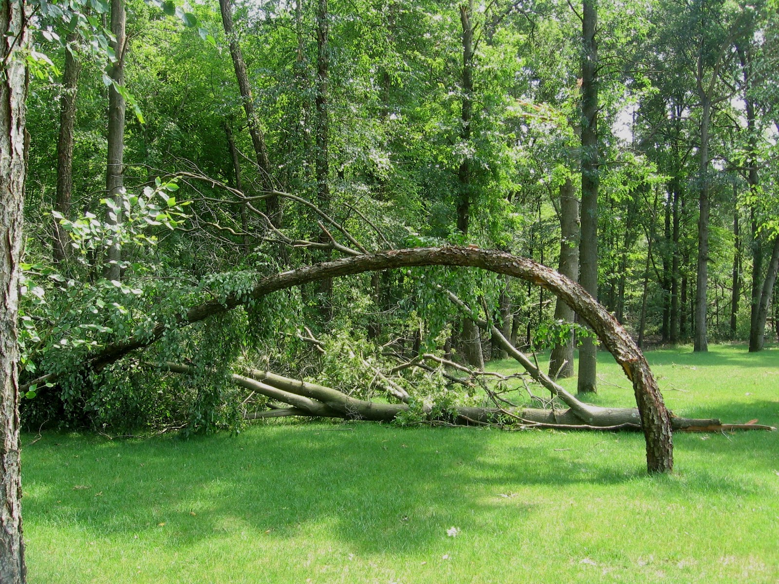 Tornado+Trees+3.JPG