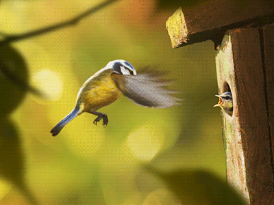 bird.gif