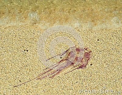 poison-jellyfish-beach-15711545.jpg