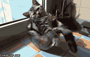 giphy.gif