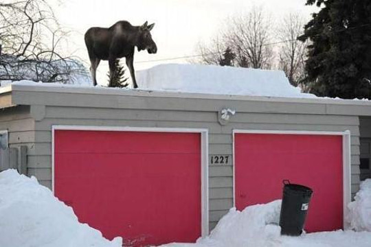 roof-moose.jpg