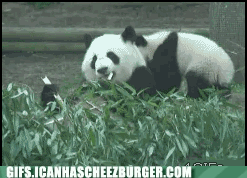 animal-gifs-hi-ya