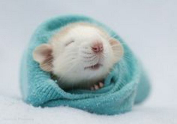 cute animal\pet pics on Twitter: This picture of a mouse sleeping with a  blanket is aso cute! #mouse #sleeping #blanket #follow  https://t.co/bMu1aqIRMo / Twitter