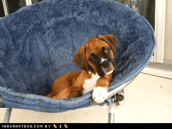 goggie-gif-wut-iz-wrong-wif-u