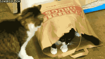 this-bag-aint-big-enough-for-both-of-us