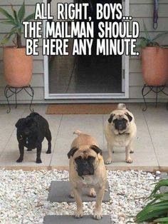 ebd3541a496c8777214f5b1a19072a87--funny-pugs-dog-funnies.jpg