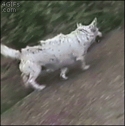 the-joys-of-being-a-dog