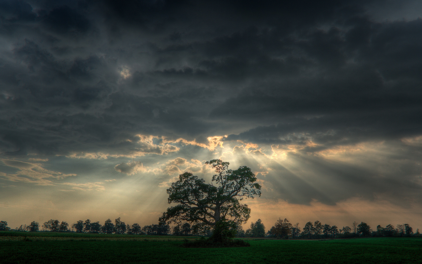 cool-tree-wallpaper-1.jpg