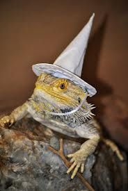 d3b6d14d2567af25c0459dc8b761d6db--top-hats-wizards.jpg
