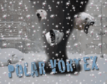 polar-vortex-polar-bear.gif